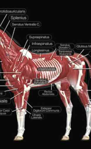 Horse Anatomy: Equine 3D 3