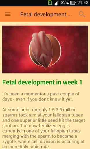 Pregnancy week by week. Pregnancy Calendar. 3