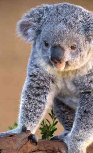 Fondos de koala 1