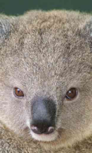 Fondos de koala 4