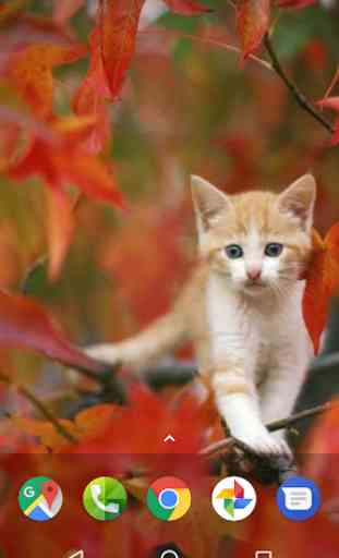 Cute Kitten Wallpapers HD 4