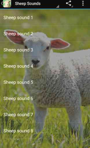 Sheep Sounds 1