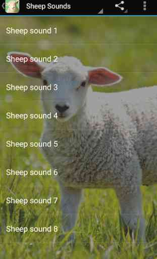 Sheep Sounds 3
