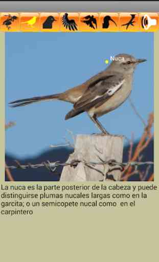Aves de San Juan (Argentina) 4