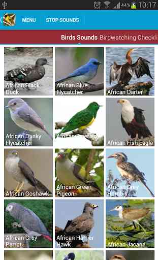 African Birds Sounds Free 2