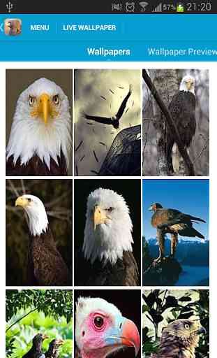 Eagles Wallpapers 2