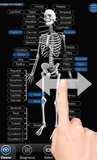 Skeletal Anatomy 3D 1