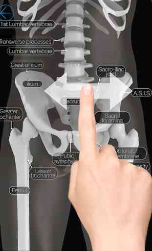 Skeletal Anatomy 3D 2