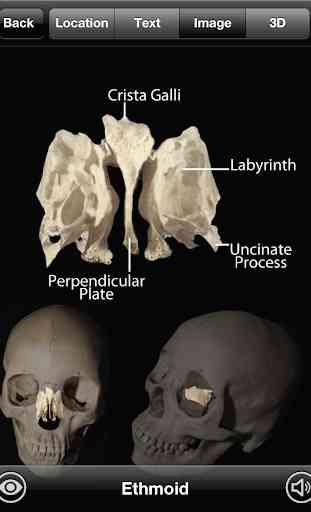 Skeletal Anatomy 3D 3