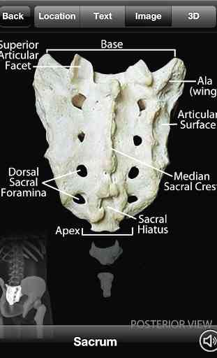 Skeletal Anatomy 3D 4