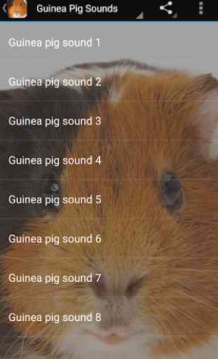 Guinea Pig Sounds 1