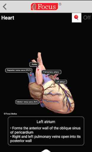 HEART - Digital Anatomy Atlas 4