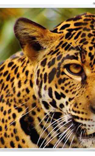 imagenes de jaguares 1