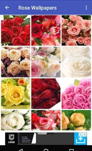 Rose HD Wallpaper 3
