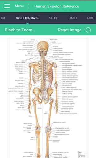 Human Skeleton Reference Guide 3