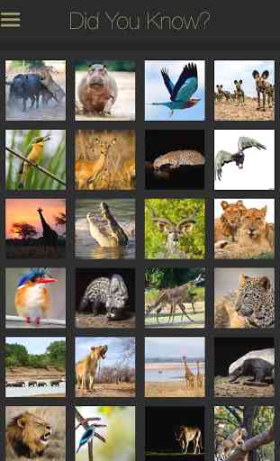 Did you know… African Wildlife 2