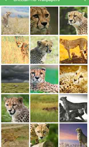 Cheetah Wallpapers 1