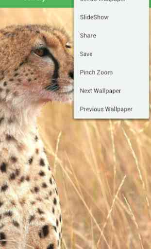 Cheetah Wallpapers 3