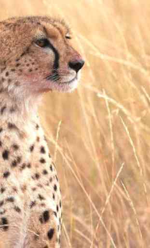 Cheetah Wallpapers 4