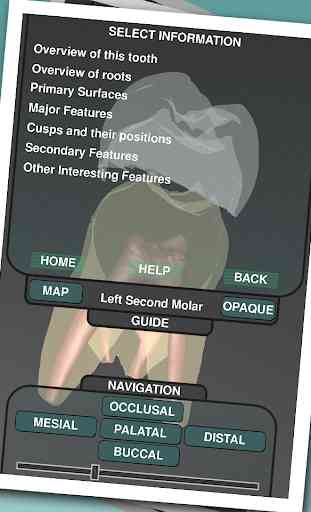 Real Tooth Morphology 2