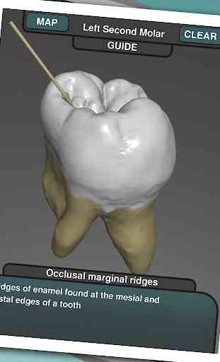 Real Tooth Morphology 4