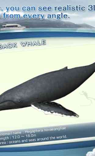 REAL WHALES Find the cetacean! 4