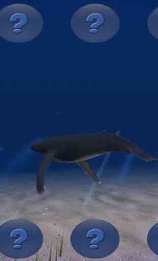 The Humpback Whale 3