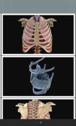 Anatomed - Imagen médica 3D 3