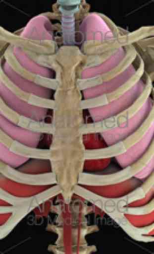 Anatomed - Imagen médica 3D 4