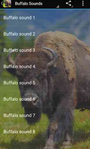 Buffalo Sounds 1