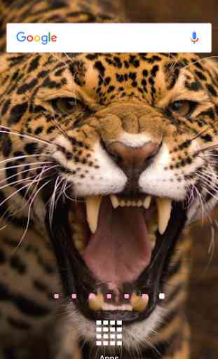 imagenes de jaguares 1