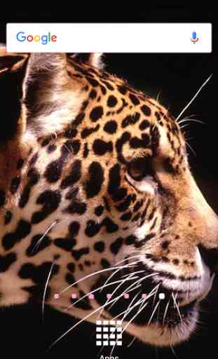 imagenes de jaguares 2