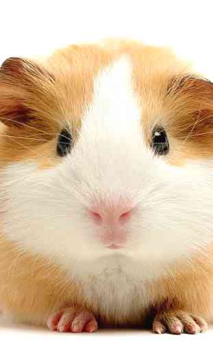 Guinea Pig Wallpapers 1