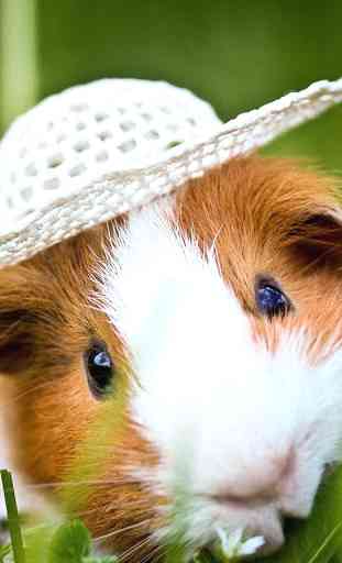 Guinea Pig Wallpapers 2