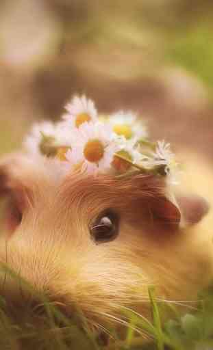 Guinea Pig Wallpapers 3