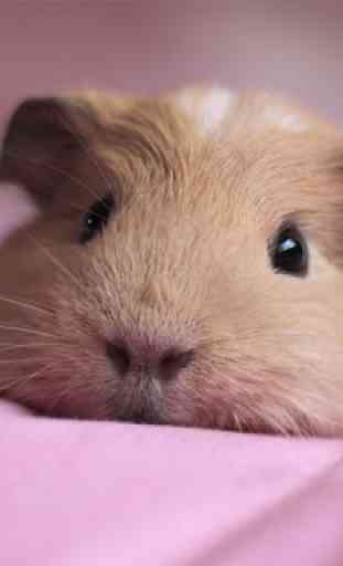 Guinea Pig Wallpapers 4