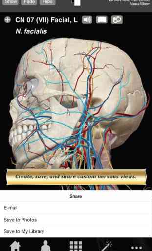 Brain and Nervous Anatomy Atlas: Essential Reference for Students and Healthcare Professionals 3