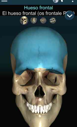 Huesos Humanos 3D (anatomía) 1
