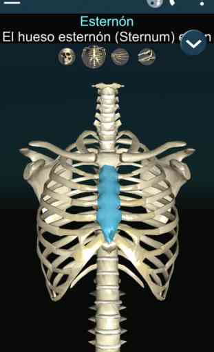 Huesos Humanos 3D (anatomía) 2