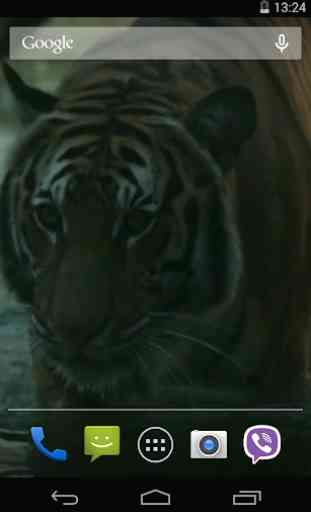 Tigre Video Live Wallpaper 3