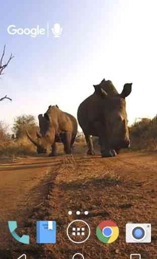 Rhino beso de pantalla en vivo 1