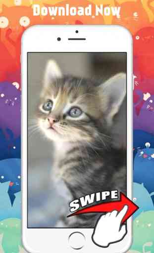 Fondos y Fondos de Cute Cat Kitten 4