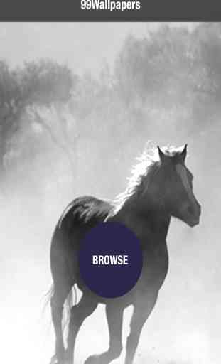 99 Beautiful Cat Wallpaper.s & Background.s for Mobile Desktop – Horses, Ponies and Animals 1