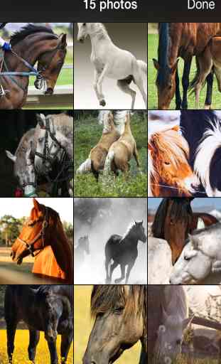 99 Beautiful Cat Wallpaper.s & Background.s for Mobile Desktop – Horses, Ponies and Animals 2