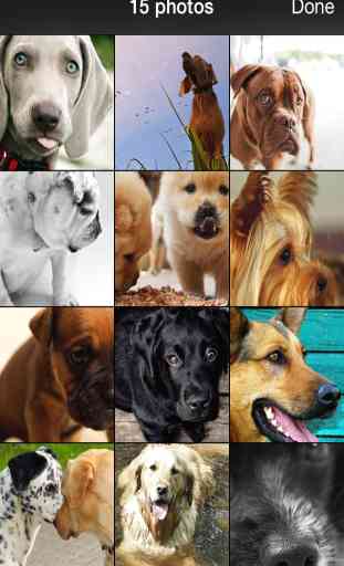99 Beautiful Dogs Wallpaper.s & Background.s for Mobile Desktop 2