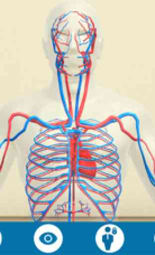 Mi Cuerpo Humano en 3D 2
