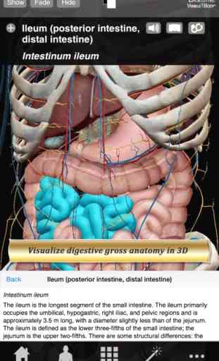 Digestive Anatomy Atlas: Essential Reference for Students and Healthcare Professionals 1