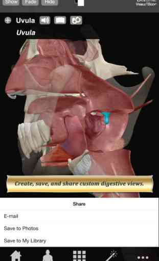 Digestive Anatomy Atlas: Essential Reference for Students and Healthcare Professionals 3