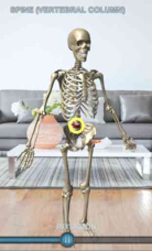 Virtual Skeleton 1