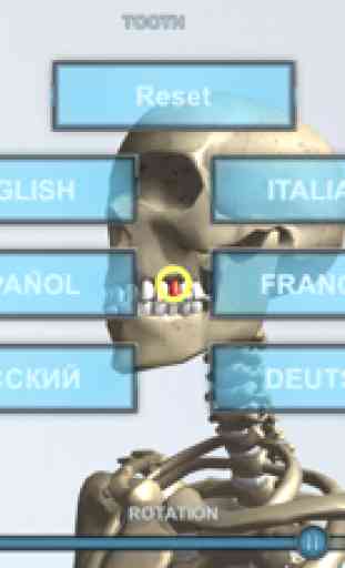 Virtual Skeleton 4